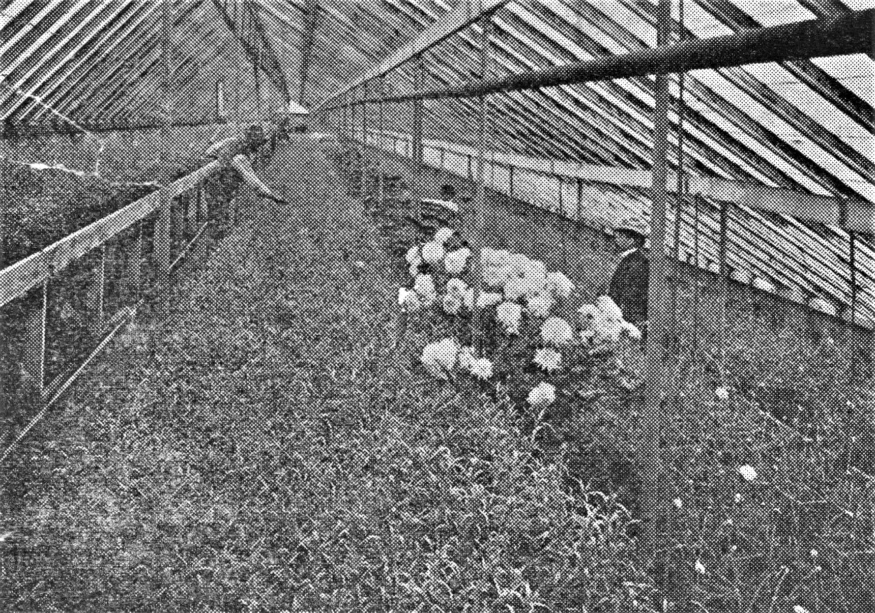 Rennison Greenhouse, ca. 1915